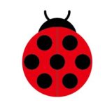 テントウムシ