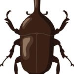 カブトムシ
