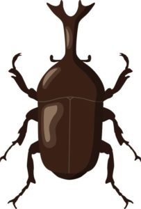 カブトムシ